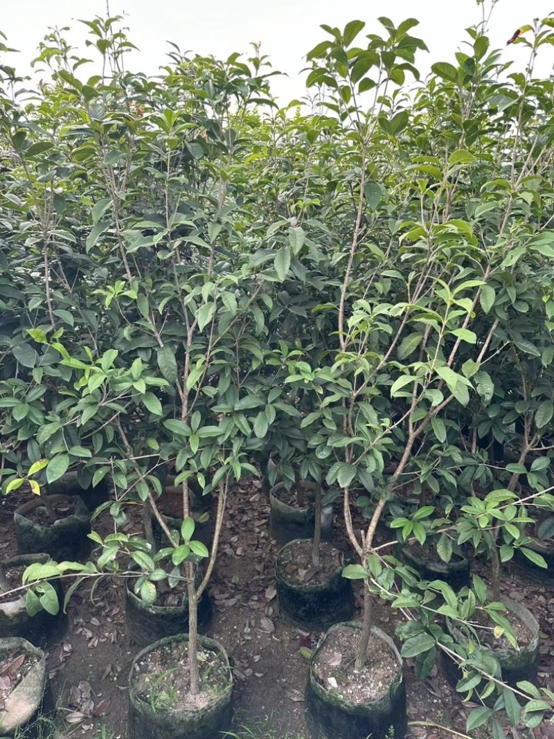 桂花1至3米高基地直发规格齐全质量优质