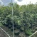 桂花1至3米高基地直发规格齐全质量优质
