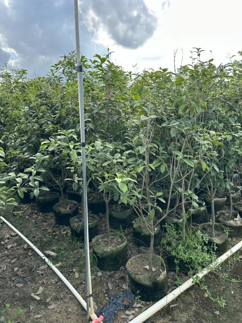 桂花1至3米高基地直发规格齐全质量优质