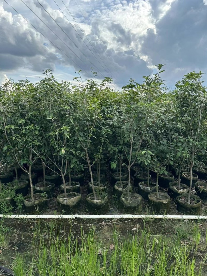 桂花1至3米高基地直发规格齐全质量优质