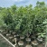 桂花1至3米高基地直发规格齐全质量优质