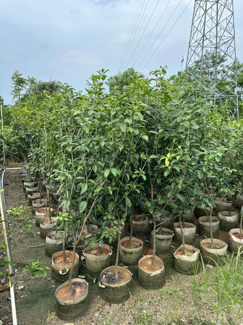 桂花1至3米高基地直发规格齐全质量优质