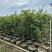 桂花1至3米高基地直发规格齐全质量优质
