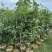 桂花1至3米高基地直发规格齐全质量优质