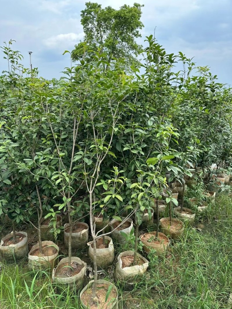 桂花1至3米高基地直发规格齐全质量优质