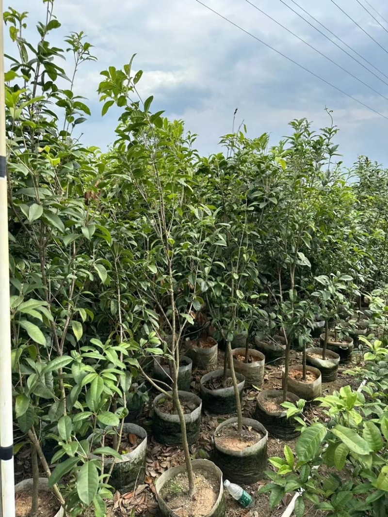 桂花1至3米高基地直发规格齐全质量优质