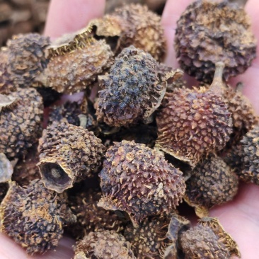刺梨干刺梨果干货大货批发刺梨果干一件代发