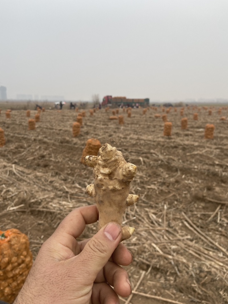 白洋姜红洋姜紫洋姜胰岛果菊芋种植基地现挖现发