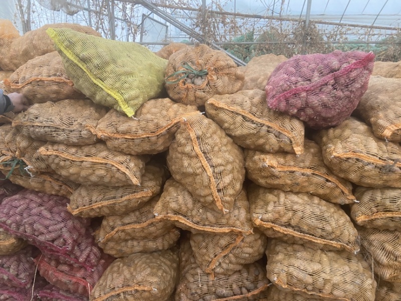 白洋姜红洋姜紫洋姜胰岛果菊芋种植基地现挖现发