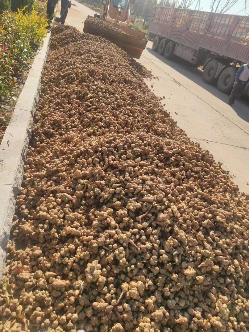 白洋姜红洋姜紫洋姜胰岛果菊芋种植基地现挖现发