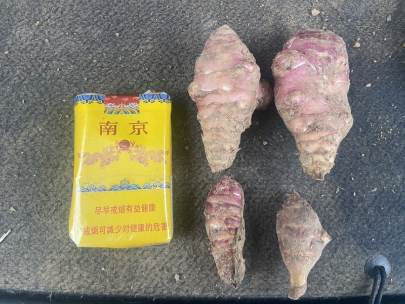白洋姜红洋姜紫洋姜胰岛果菊芋种植基地现挖现发