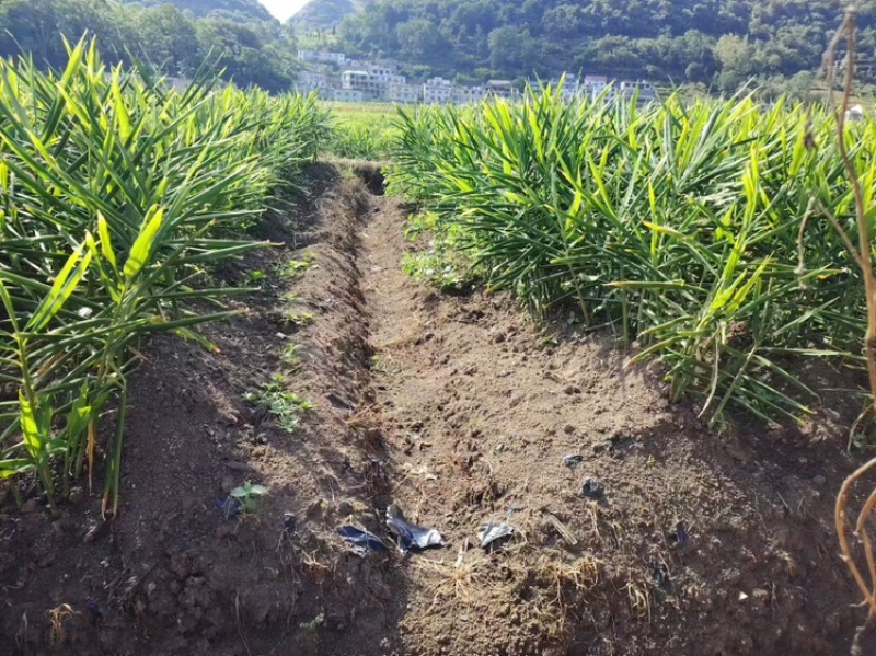 生姜，还没开始挖精品生姜货源充足量大从优欢迎老板电话联系