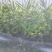 生姜，还没开始挖精品生姜货源充足量大从优欢迎老板电话联系