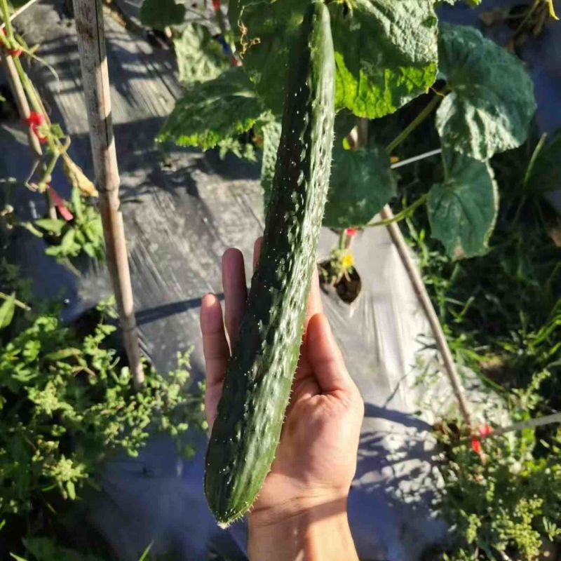 密刺黄瓜精品黄瓜，安顺黄瓜货源充足量大从优欢迎老板电话联系