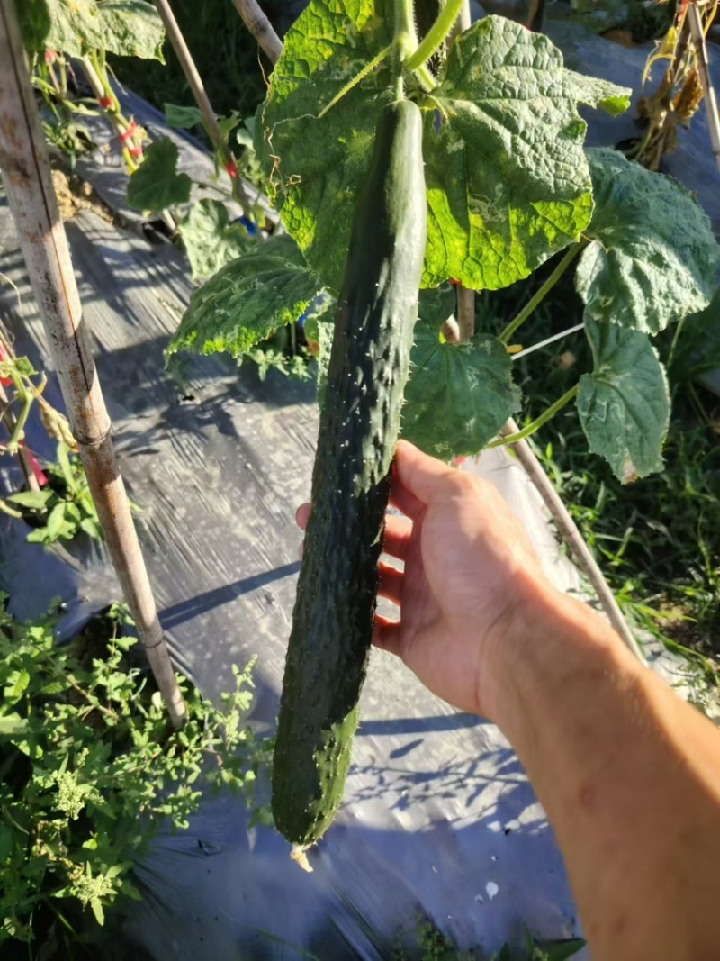 密刺黄瓜精品黄瓜，安顺黄瓜货源充足量大从优欢迎老板电话联系