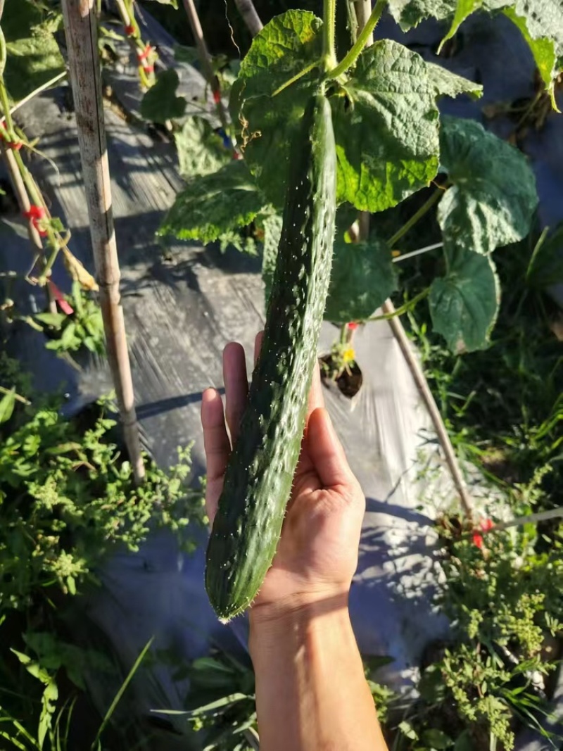 密刺黄瓜精品黄瓜，安顺黄瓜货源充足量大从优欢迎老板电话联系
