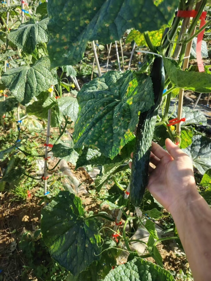 密刺黄瓜精品黄瓜，安顺黄瓜货源充足量大从优欢迎老板电话联系
