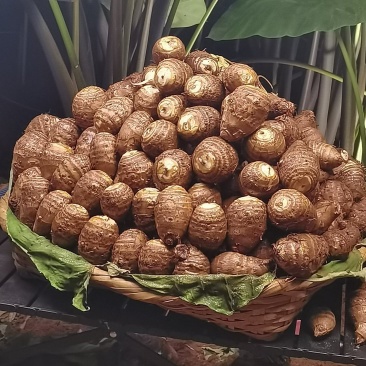芋头毛芋头