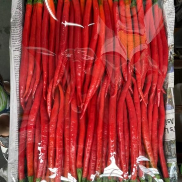 贵州高海拔红线椒
