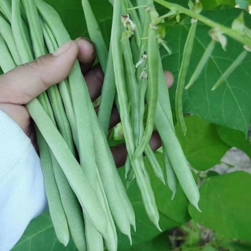 四季豆小金豆无筋豆扁豆产地直供价格优惠电商一件代发