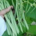 四季豆小金豆无筋豆扁豆产地直供价格优惠电商一件代发