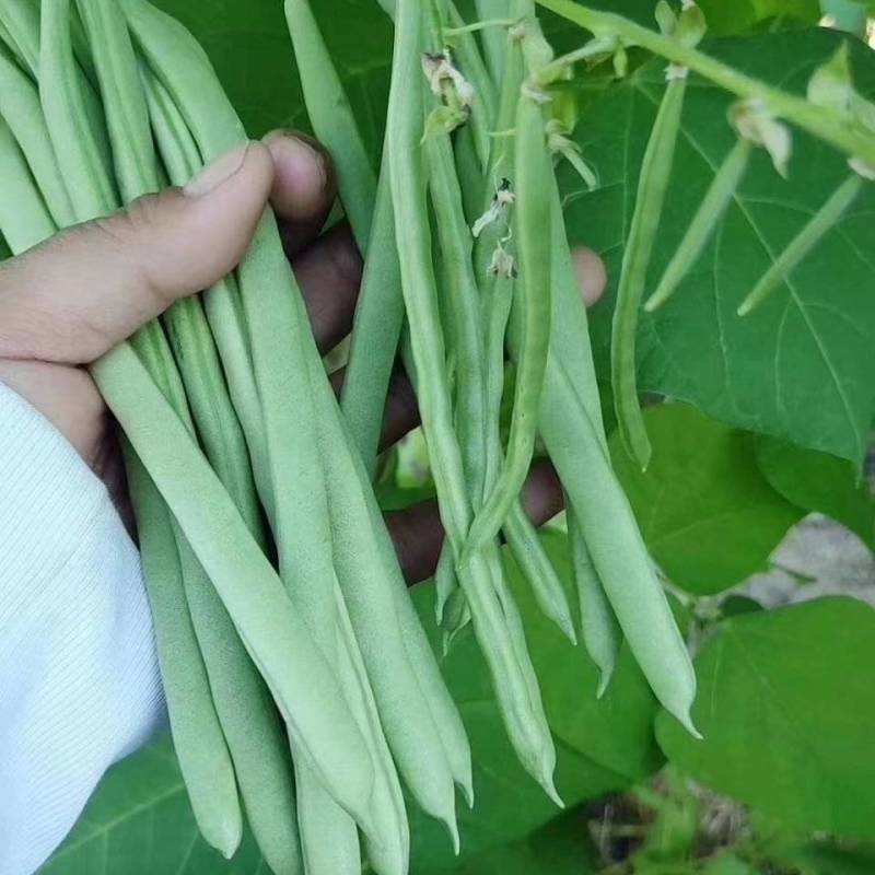 四季豆小金豆无筋豆扁豆产地直供价格优惠电商一件代发