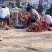 瓦岗丘陵地西瓜红薯