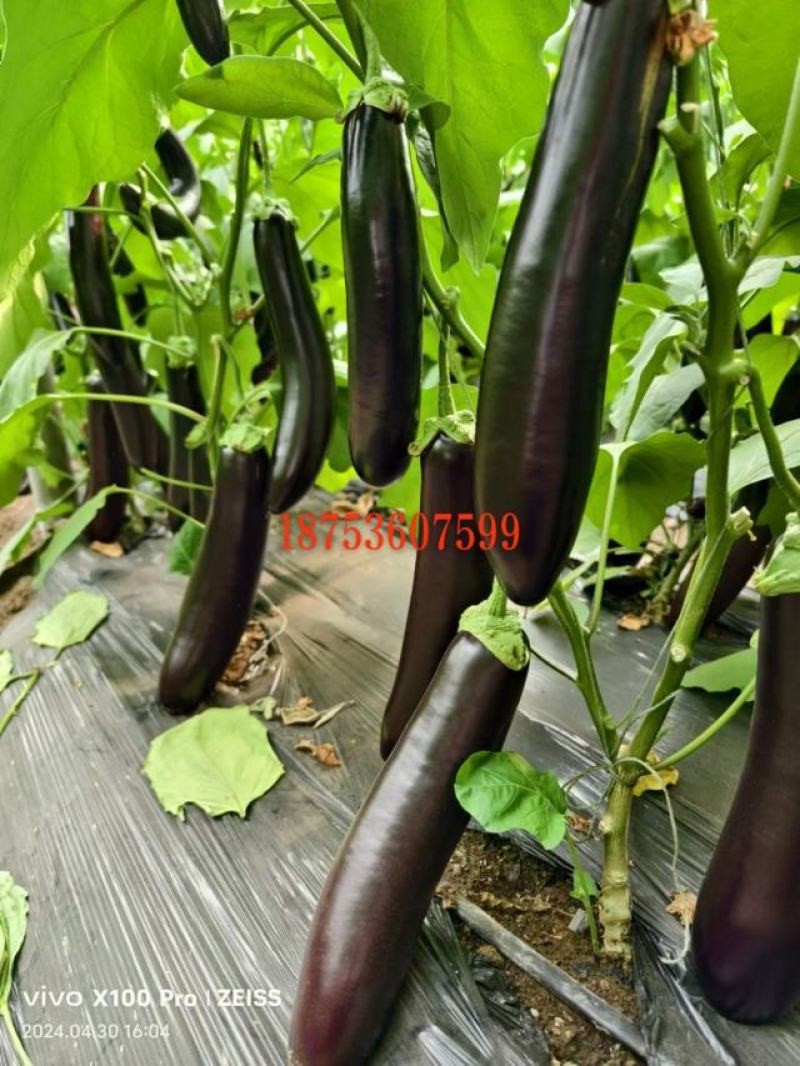 茄子苗嫁接茄子苗紫萼长茄苗圆茄苗绿萼长茄苗
