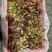 西昌克伦生外贸订单渠道平台大量供货，专业效率