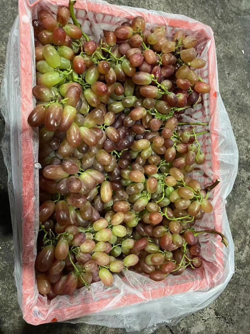 西昌克伦生外贸订单渠道平台大量供货，专业效率