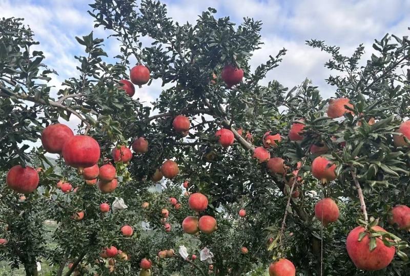 软籽石榴大量供应新鲜采摘，颗颗饱满多汁，云南红河产地直发