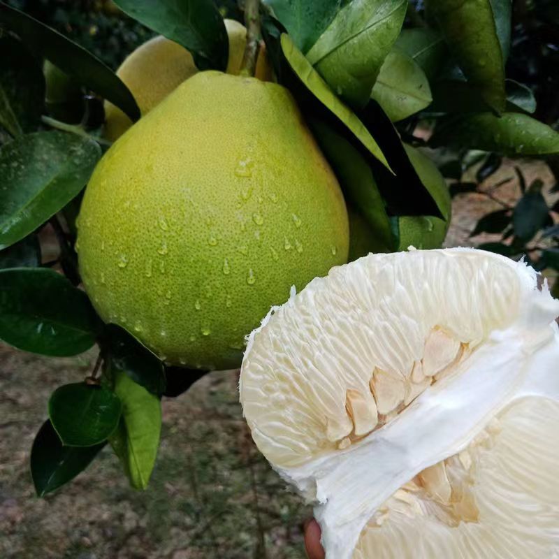 湖南雪峰冰糖柚安江蜜柚一件代发一手货源产地直发白心柚子