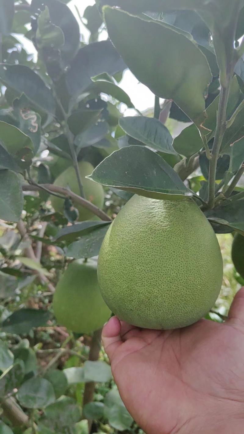 湖南雪峰冰糖柚安江蜜柚一件代发一手货源产地直发白心柚子