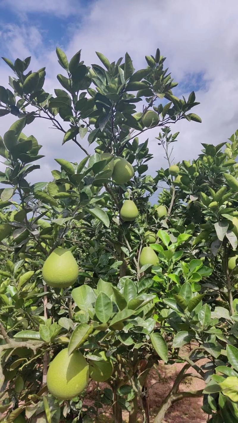 湖南雪峰冰糖柚安江蜜柚一件代发一手货源产地直发白心柚子