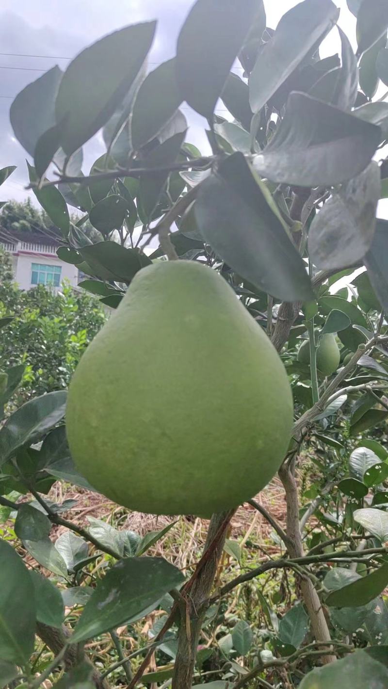 湖南雪峰冰糖柚安江蜜柚一件代发一手货源产地直发白心柚子