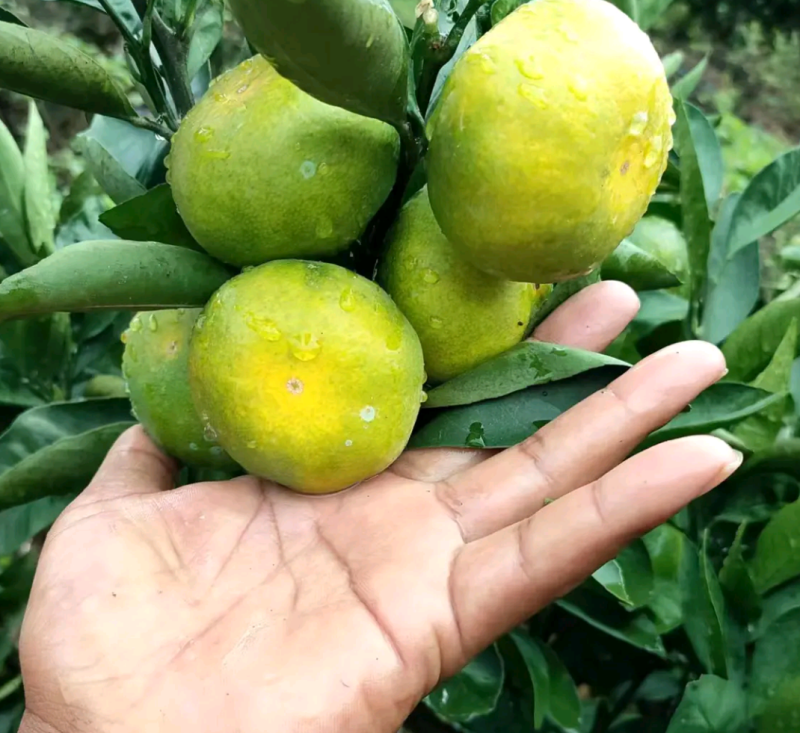 湖北高山早熟蜜橘果型扁平皮薄多汁产地直供现采现发量大从优