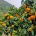 云南叶橘高山蜜桔特早蜜橘皮薄多汁入口即化欢迎订购