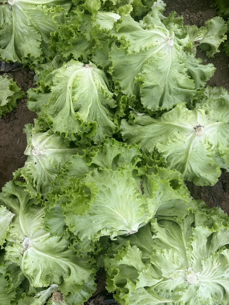 新鲜生菜，健康美味，快来选购！