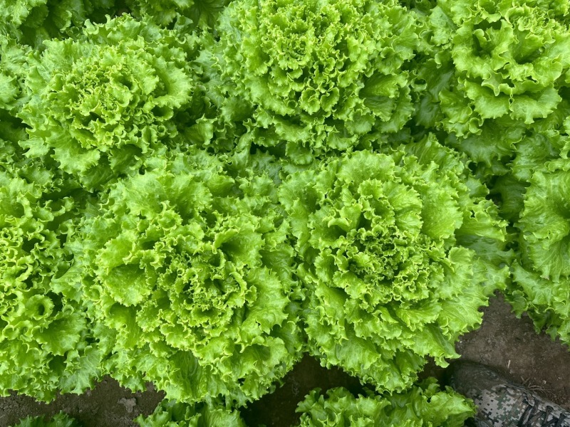 新鲜生菜，健康美味，快来选购！