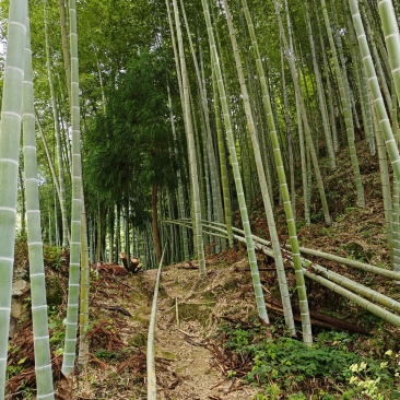 毛竹