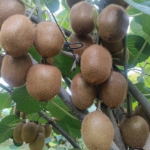 徐香猕猴桃