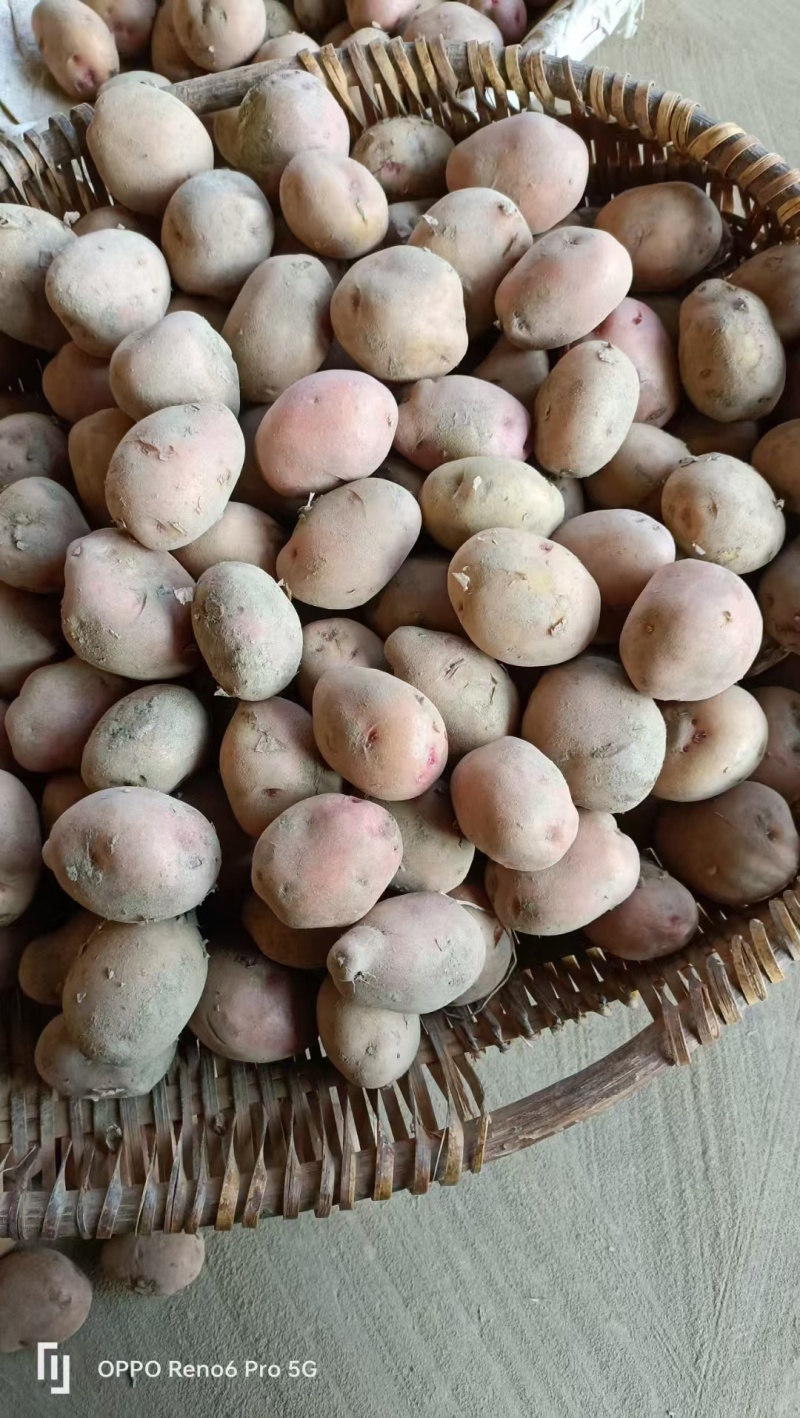 云南土豆红皮迷你小土豆餐饮食品货源充足量大从优全国