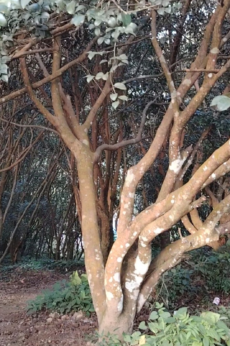 广西凌云特产山茶油