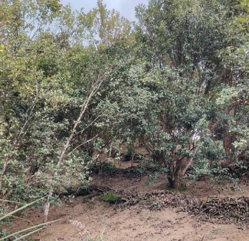广西凌云特产山茶油