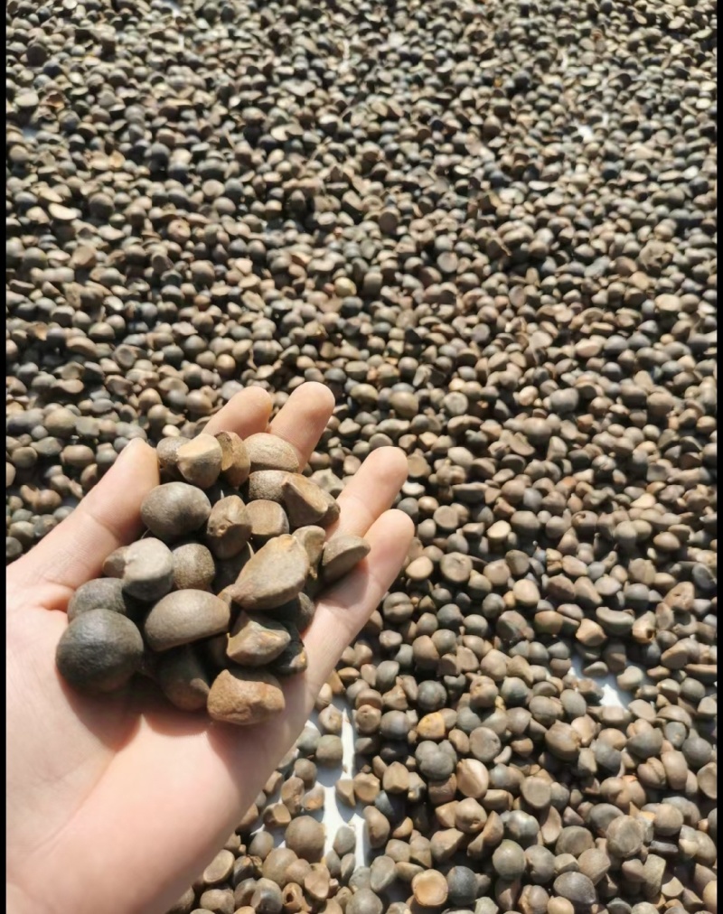 广西凌云特产山茶油