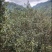 广西凌云特产山茶油