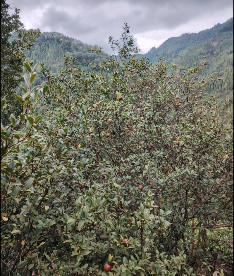广西凌云特产山茶油