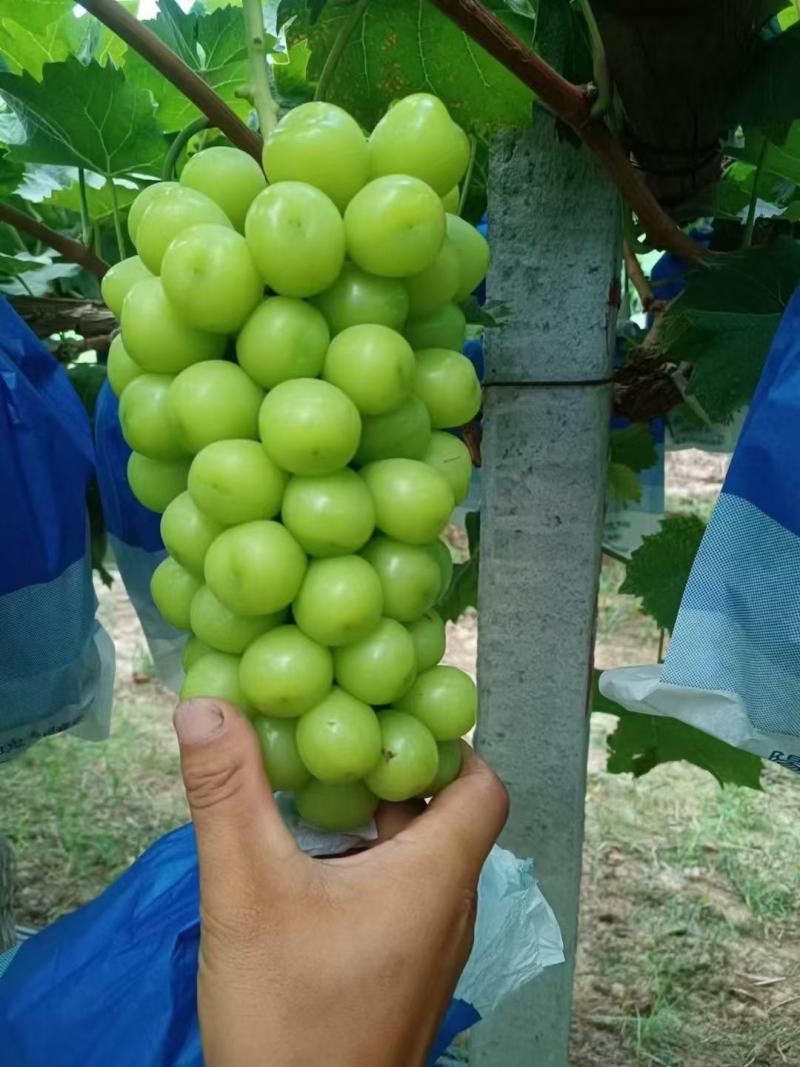 精品阳光玫瑰大量上市，囗感纯甜，产地批发
