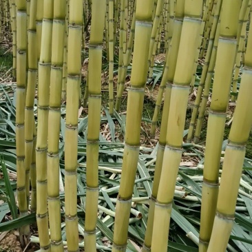 云南黄金甘蔗，一手货源充足，产地直供