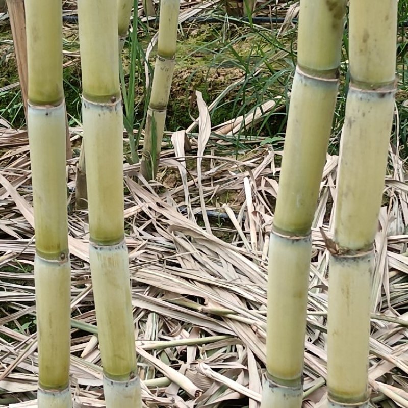 云南黄金甘蔗，一手货源充足，产地直供